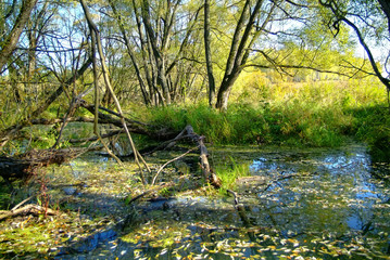 small river overgrown with grass and trees, Russia
