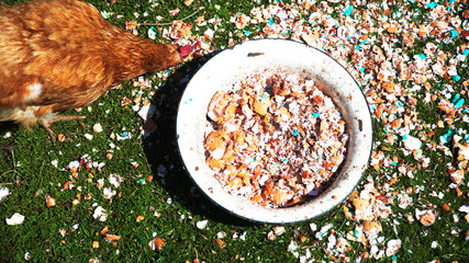Brown domestic chickens and a rooster eat food on the green spring grass