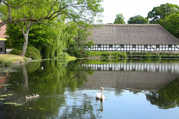 Swan & signets on a beautiful lake, with a traditional half timber building in the background, located near Kvaerndrup, in the south of the island of Funen, Denmark.