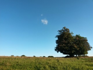 Fototapeta premium green garden in the forest. meadow in summer season