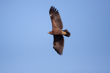Lesser Spotted Eagle flying against the blue sky -Birds of prey (Clanga)