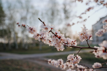 cherry blossoms in spring