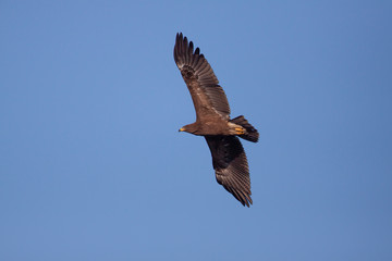 Lesser Spotted Eagle flying against the blue sky -Birds of prey (Clanga)