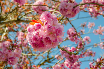 Cherry Blossom Flowers with a blue sky in the background