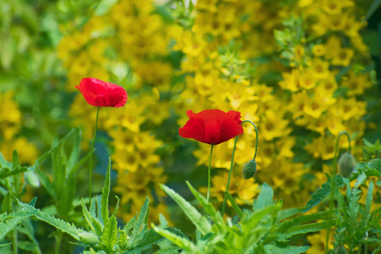Two fresh bright red poppies with buds on yellow flowers background.