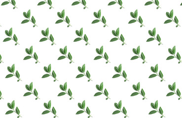 Pattern of lemon tree leaves on white background