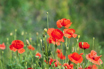 Meadow of fresh bright red  wild poppies on blurred floral background