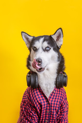 Funny husky dog with wireless earphone and in plaid shirt is showed tongue. Funny pet face over yellow background
