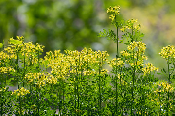 Insolated yellow small wildflowers of rue Ruta graveolens on blurred green floral background
