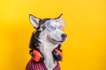 Funny husky dog worker in builder glasses and headphone to ear protection