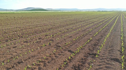 Aerial view of corn field. Small corn. Agricultural field.