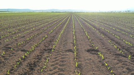 Fototapeta na wymiar Aerial view of corn field. Small corn. Agricultural field.