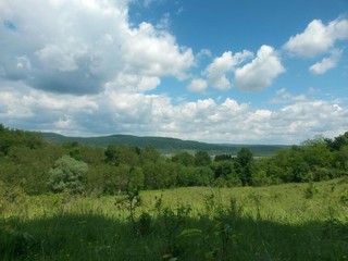 green garden in the forest. meadow in summer season