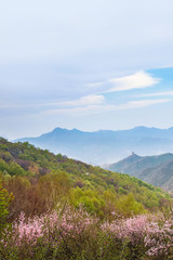 Fototapeta premium The Great Wall of China is full of pink peach blossoms in spring