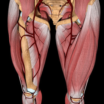 3d Illustration Of The Femoral Artery Between Muscles