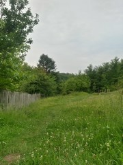green garden in the forest. meadow in summer season