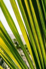 Palm leave texture background. Green beach background. Coconut palm tree