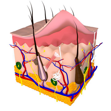 3d Illustration of the Human Skin Layers