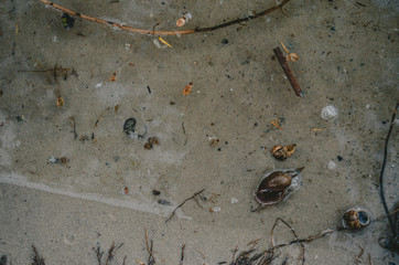 Seashells in the sand