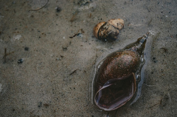snail on the beach
