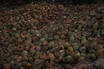Husks of coconuts