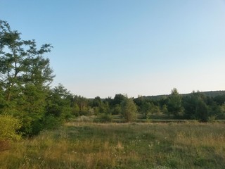 Fototapeta premium green garden in the forest. meadow in summer season
