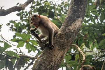 Monkey With Mouth Open On Tree
