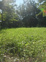 Obraz premium green garden in the forest. meadow in summer season
