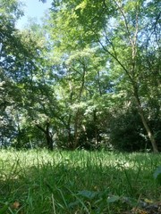 Fototapeta na wymiar green garden in the forest. meadow in summer season