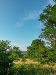 Fototapeta premium green garden in the forest. meadow in summer season