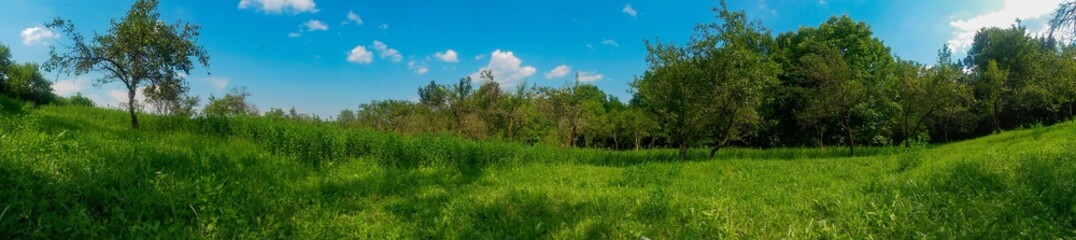 green garden in the forest. meadow in summer season