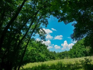 Obraz premium green garden in the forest. meadow in summer season