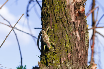 Obraz premium Green forest lizard, sitting on a tree. Wild lizard green. A brown-green lizard sits on a tree. Zootoca vivipara. Lizard from central Europe.