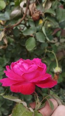 Red rose flower bloom on a background of blurry red roses in a roses garden.