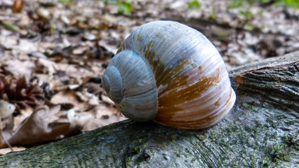 Schnecke