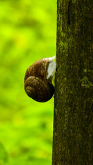 Schnecke