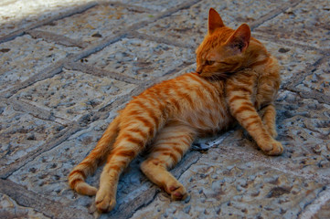 Gatos de Kotor