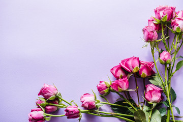 Composition of pink small roses on violet background. Happy Birthday. Holiday greeting card for Valentines, Women's, Mother's Day, Easter. Wedding invitation. Space, text message. Top view, flat lay.