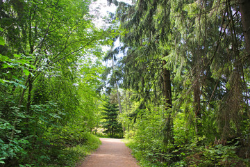 Fototapeta na wymiar Beautiful trees in the forest close to Langinkoski next to the Kymi river in Kotka, Finland.