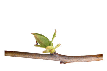 Plant branch with buds and small leaves isolated on white background