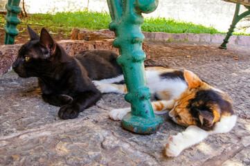 Gatos de Kotor