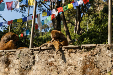 Monkey family in Swayambhunath Temple, Kathmandu, Nepal. Monkeys brush each other's wool.