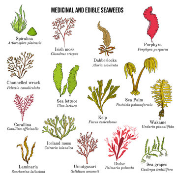 Big collection of edible and medicinal seaweeds
