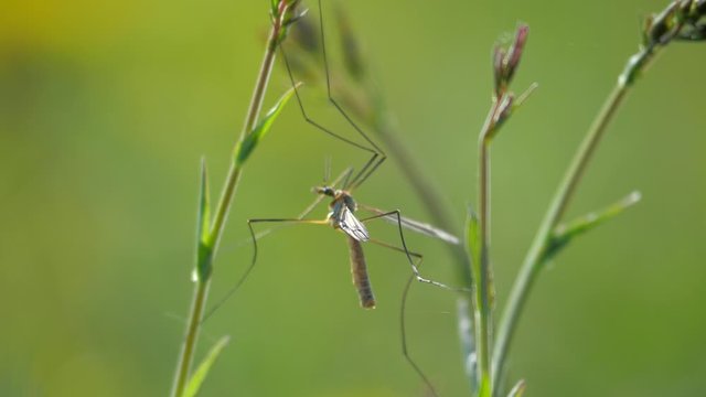 Tipula oleracea stay on grass stalk and than flys away. Tipula is big insect from dipteran family,  similar as mosquito. Slow motion