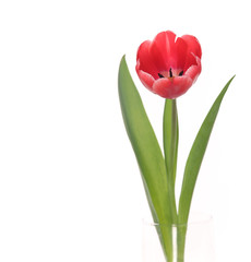 Red tulip closeup isolated on white background.