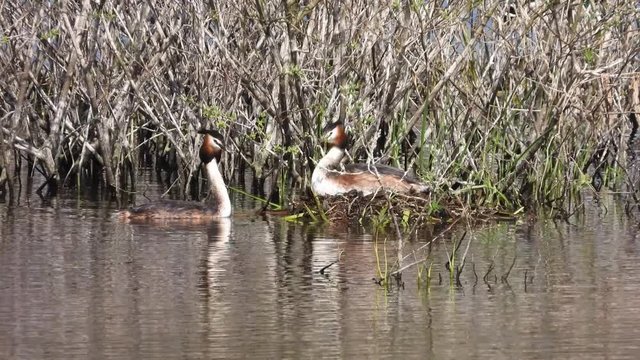 Haubentaucher&nbsp;(Podiceps cristatus) Paar am Nest