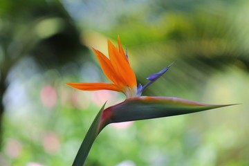 Fototapeta na wymiar Close-up Of Orange Flowers