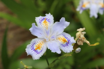 山林に自生するシャガ(射干/著莪)の花