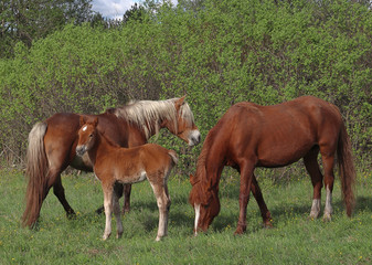 Fototapeta premium On a green meadow near the forest graze two horses, a red color and a foal.