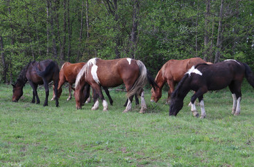 Naklejka na ściany i meble On a green, spring meadow, on the edge of the forest graze horses of different breeds and colors.